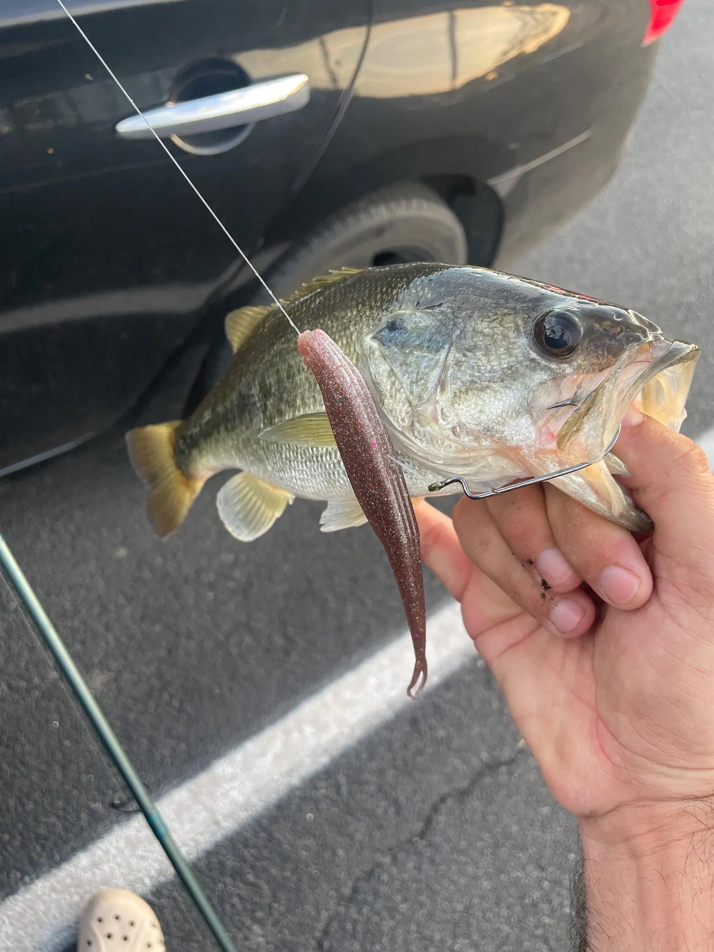 5" Fluke-Kitchen Sink (6-Pack)