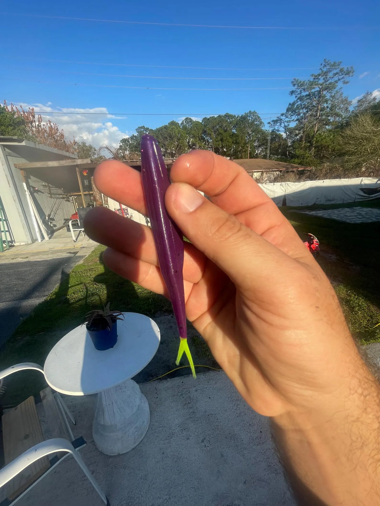 5" Fluke-Electric Grape (6-Pack)